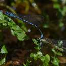 Image of Cretan bluet