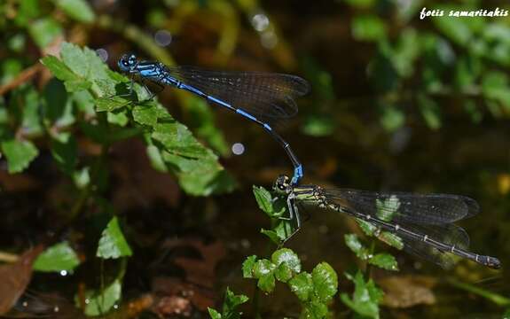 Image of Cretan bluet