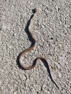 Image of Italian Aesculapian Snake