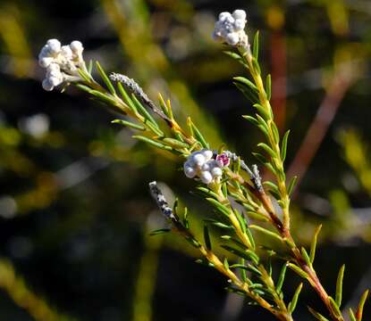 Image of Phylica cryptandroides Sond.