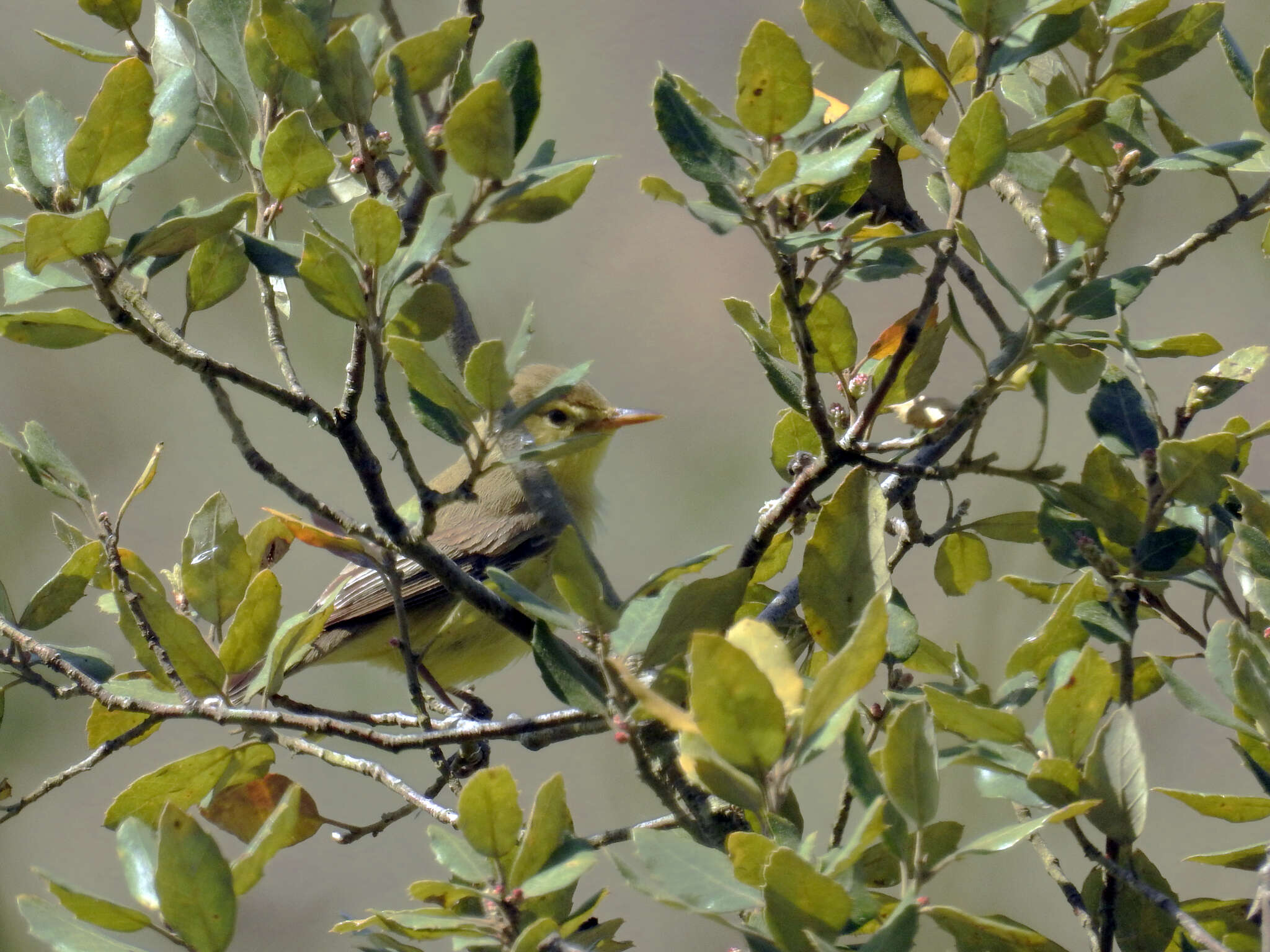 Image of Melodious Warbler