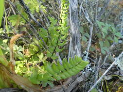 Слика од Cheilanthes hastata (L. fil.) Kunze