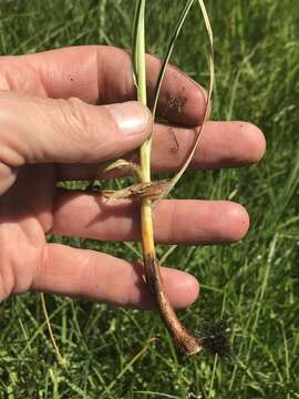 Image of Cyperus rigidifolius Steud.