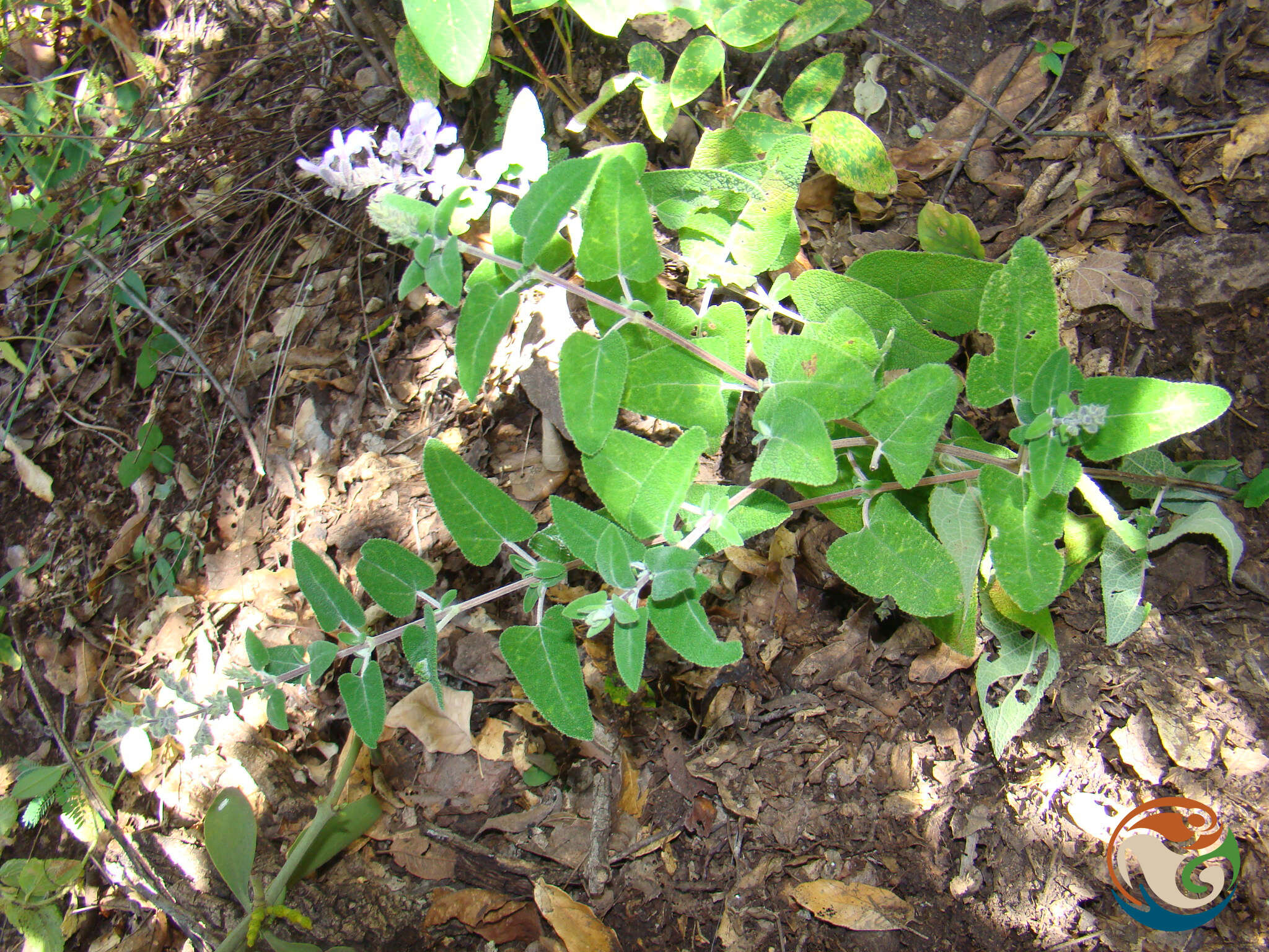 Salvia melissodora Lag. resmi