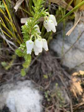 Image of Erica physodes L.