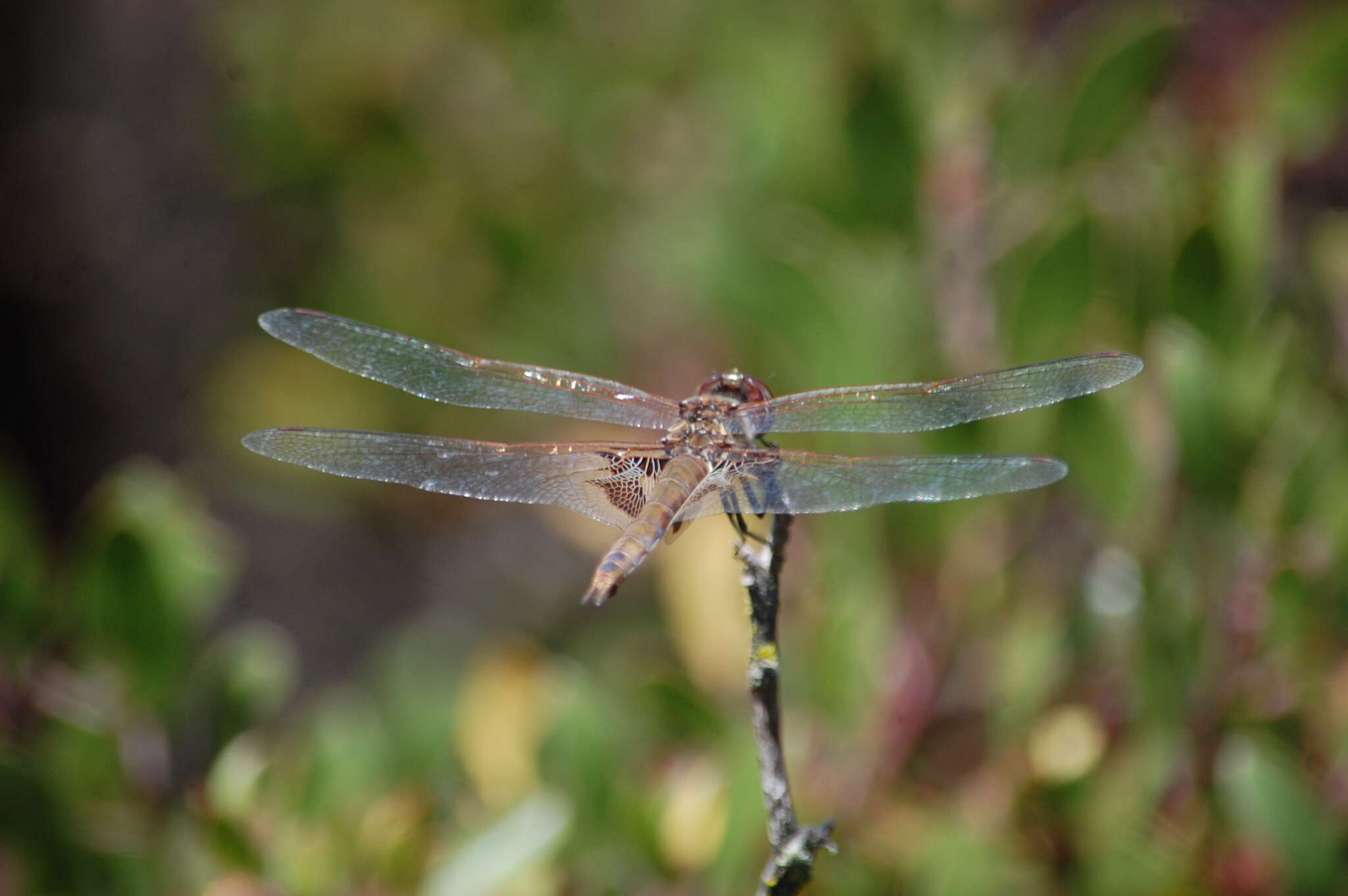 Image of Red Saddlebags