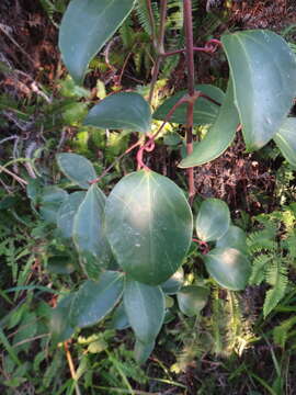 Imagem de Clematis crassifolia Benth.