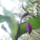 صورة Sobralia altissima D. E. Benn. & Christenson