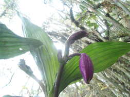 صورة Sobralia altissima D. E. Benn. & Christenson