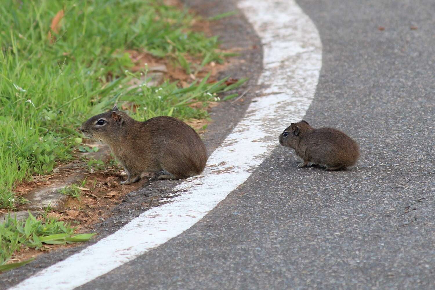 Image of Yellow-toothed cavy