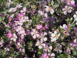 Sivun Leptospermum sericeum Labill. kuva