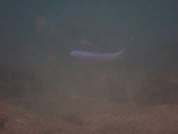 Image of Blue hana goby