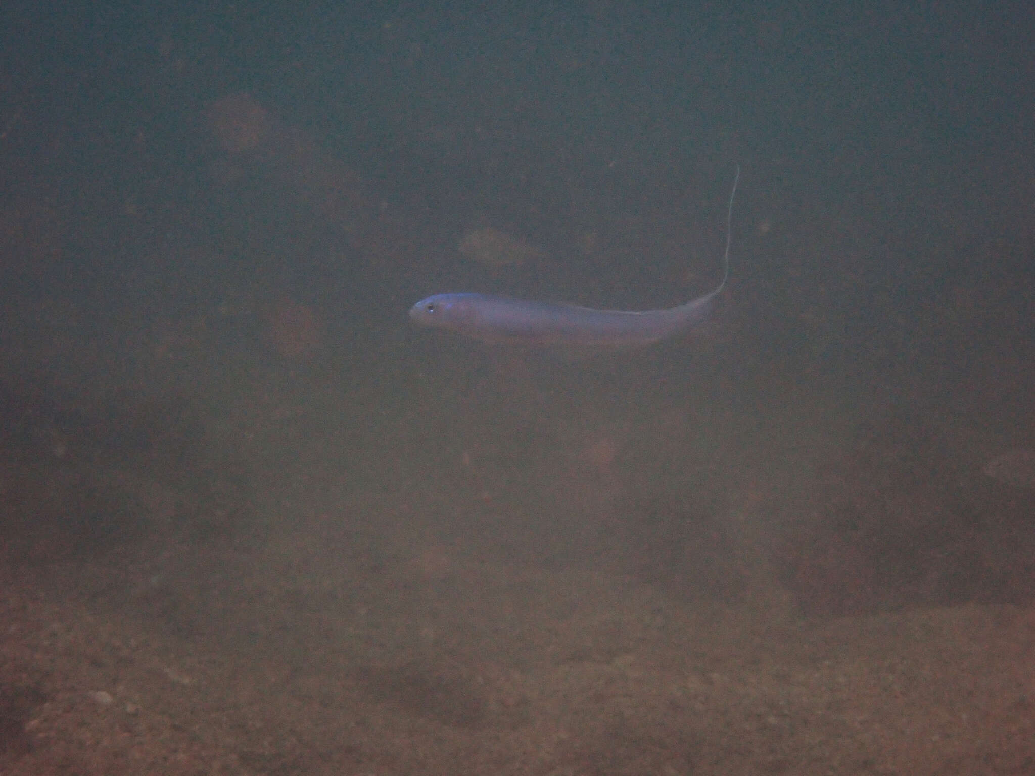 Image of Blue hana goby