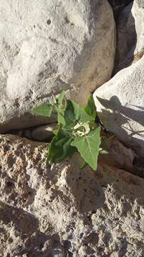 Image of Atriplex aucheri Moq.