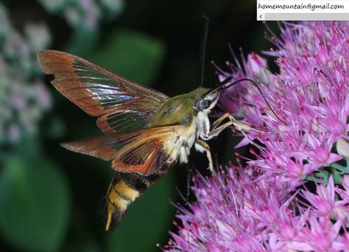 Imagem de Hemaris affinis (Bremer 1861)