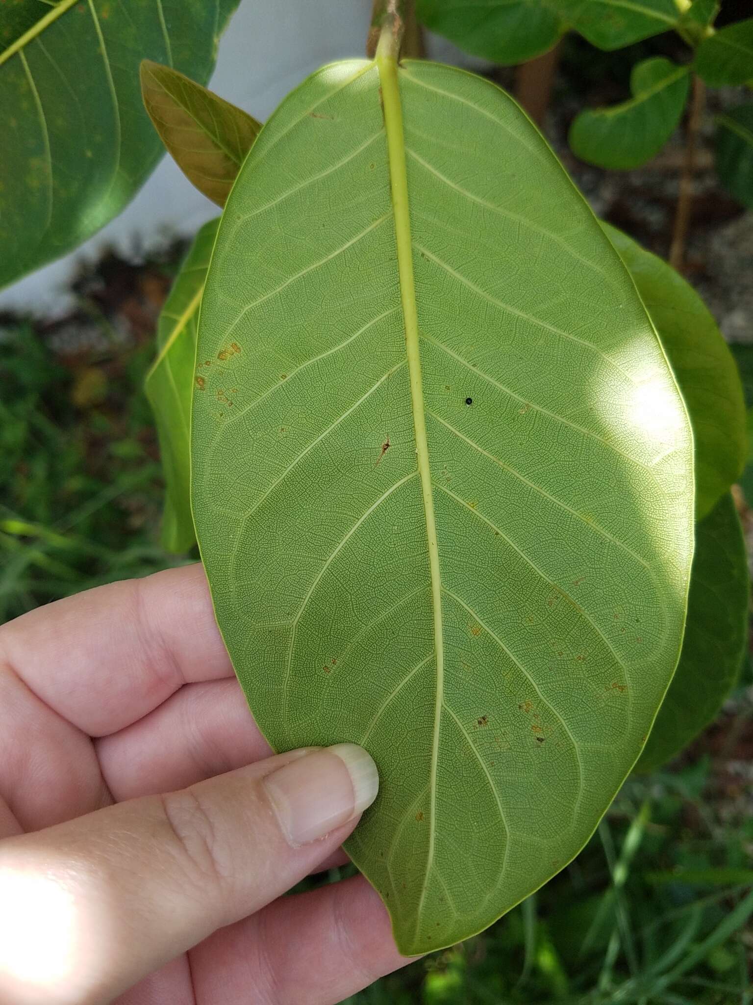 Ficus maxima Mill.的圖片