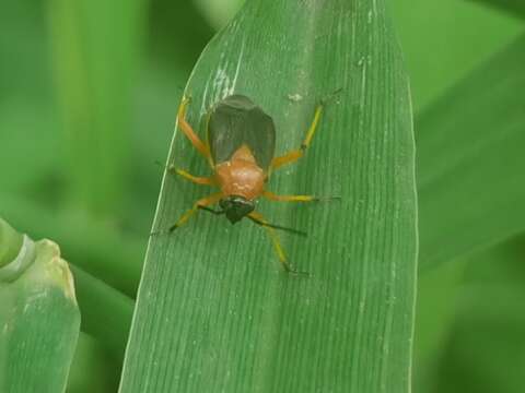 Capsus wagneri Remane 1950的圖片