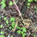 Image of Small's blacksnakeroot