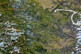 Image of Ambystoma rivulare (Taylor 1940)