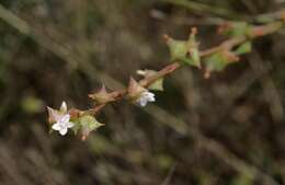 Image de Oxygonum sinuatum (Hochst. & Steud. ex Meisn.) Damm.