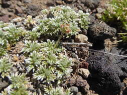 Image of Acaena caespitosa Gilli