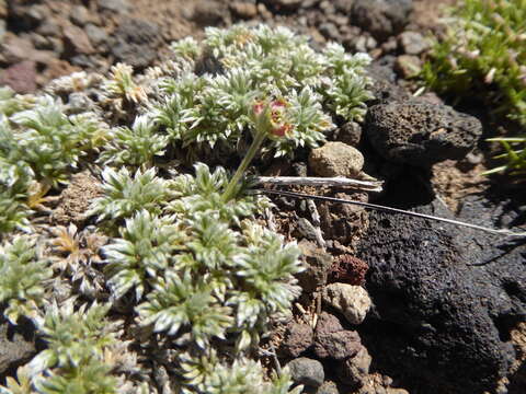 Image of Acaena caespitosa Gilli