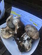 Image of Tricholoma vernaticum Shanks 1996