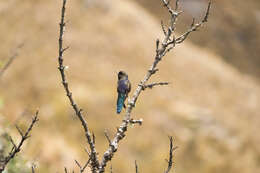 Image of Blue-mantled Thornbill