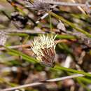 Image of semaphore sedge