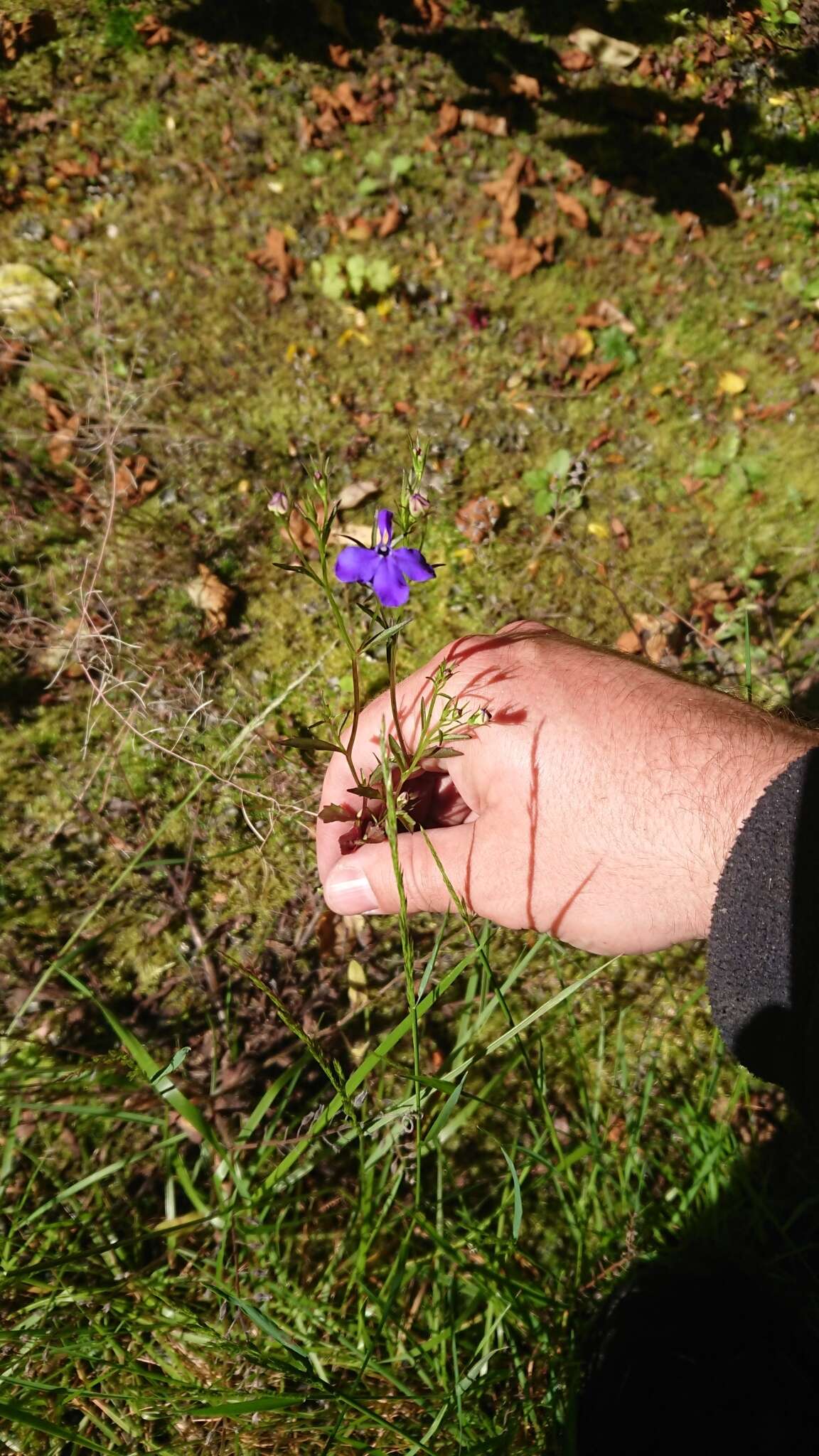 Image of edging lobelia