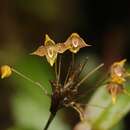 Image of Pleurothallis silverstonei Luer