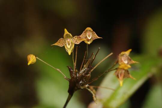 Image of Pleurothallis silverstonei Luer