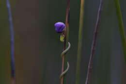 Image de Utricularia volubilis R. Br.