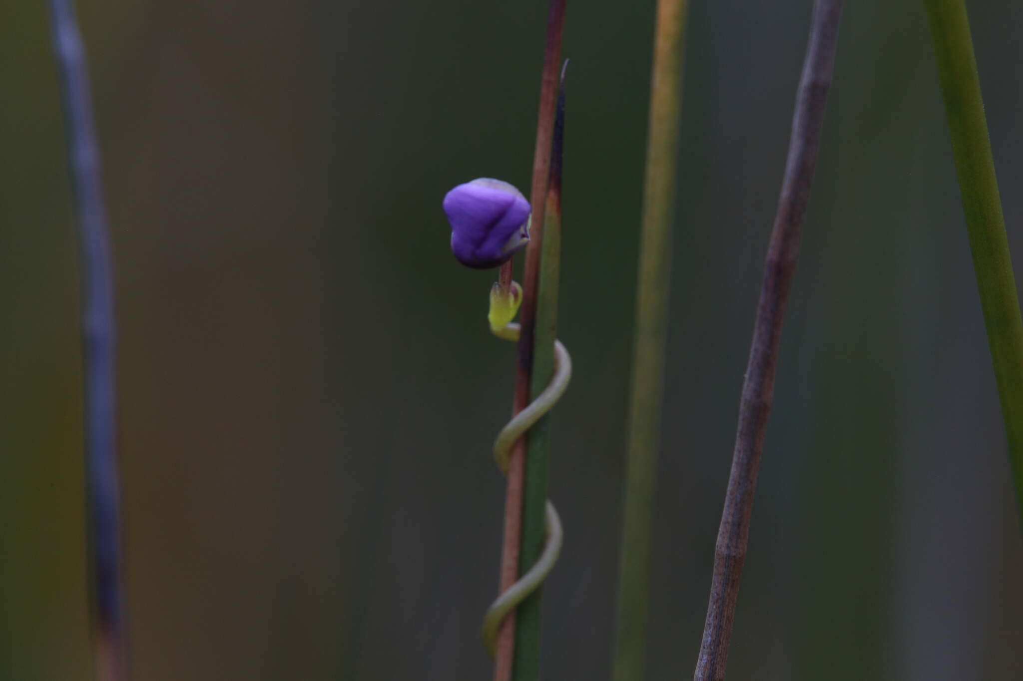 Image de Utricularia volubilis R. Br.