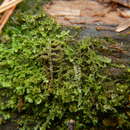 Image of Scapania apiculata Spruce