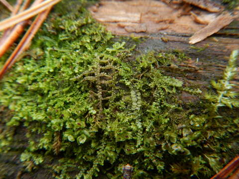 Image of Scapania apiculata Spruce