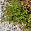 Image of Deckert's pinweed