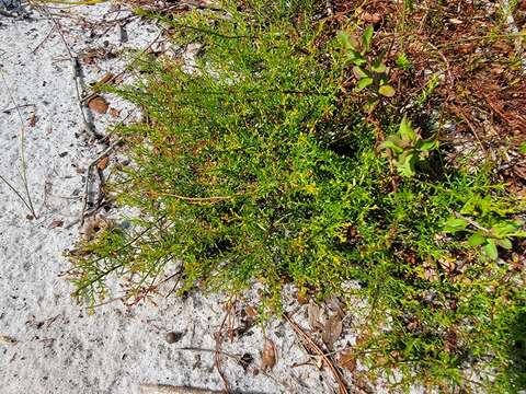 Image of Deckert's pinweed