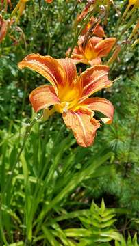 Image of orange daylily