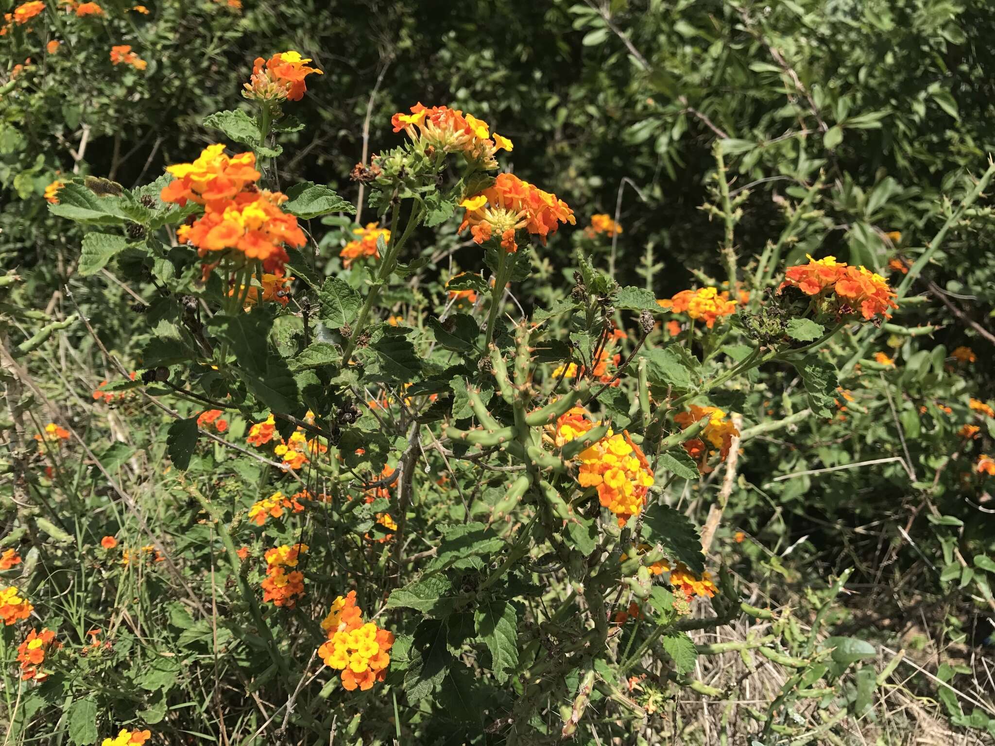 Image of West Indian Shrub-Verbena