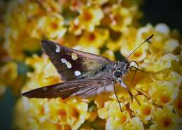 Image of Hesperilla donnysa Hewitson 1868