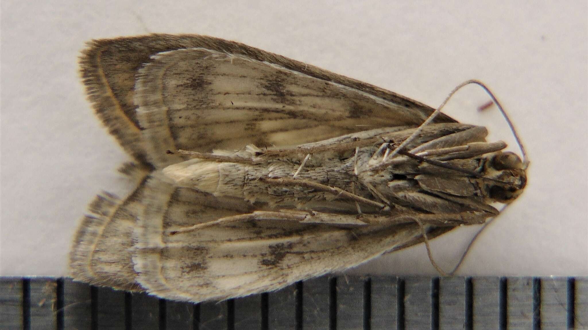 Image of Sitochroa Moth