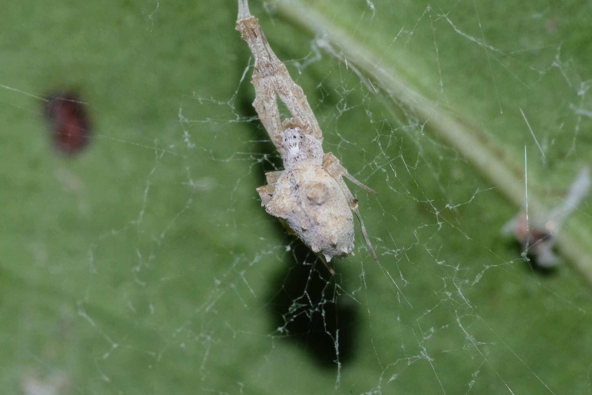 Image of Uloborus guangxiensis Zhu, Sha & Chen 1989