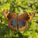 Image of Junonia evarete evarete