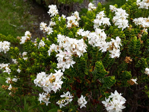 Image of Speedwell