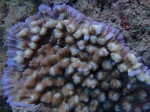 Image of Brown plating hard coral