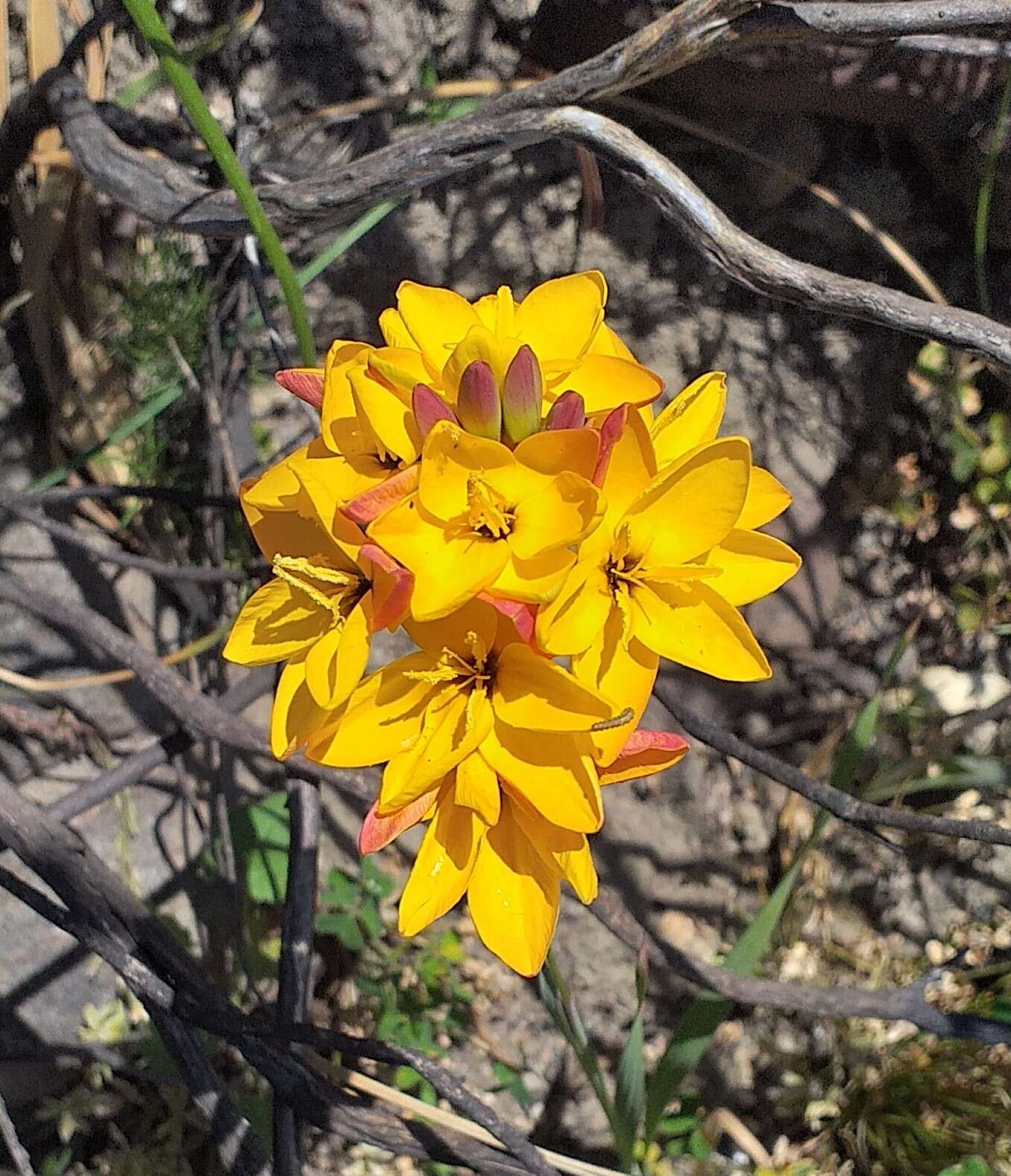 Image of Ixia dubia Vent.