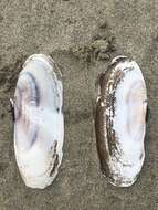 Image of Pacific razor clam