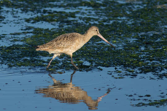 Image of Limosa Brisson 1760