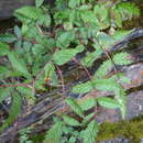 Image of Rubus pungens var. oldhamii (Miq.) Maxim.
